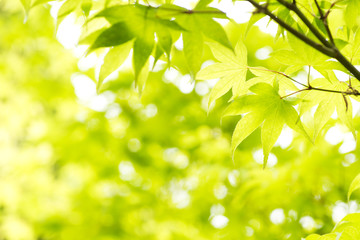 Fototapeta premium Świeża zieleń klonu