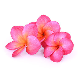 pink frangipani (plumeria) flowers with water drop isolated on w