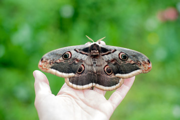 Beautiful butterfly Saturnia pyri sitting on hand