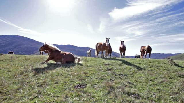 Horses in lake Rascino in the province of Rieti in Italy