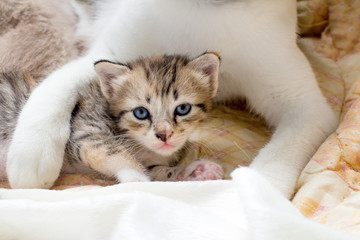 Kittens playing with hug of mother cat