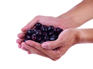 Jambolan plum or Java plum on white background.