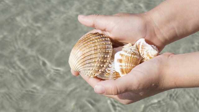Shells in the hands on background of the sea