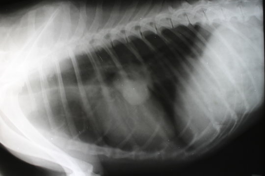 X-ray image of thorax with tumor by dog
