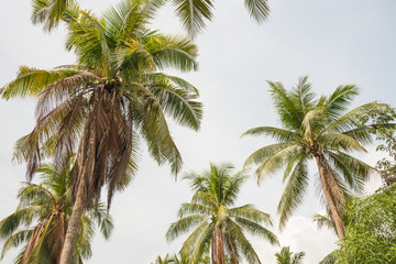 Fototapeta na wymiar coconut tree in the island.