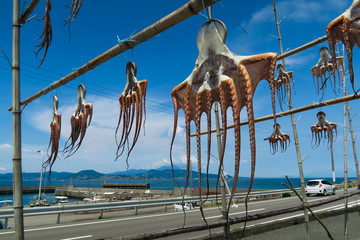 Dried octopus in Amakusa,Kumamoto,Japan © photoartisan