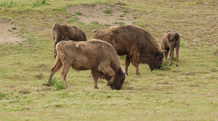 photo of a group of American Bison grazing