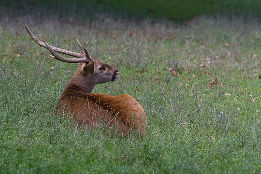 Photo of a stag sitting in green grass