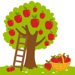 Apple tree, ladder and a basket with harvested apples. Vector illustration