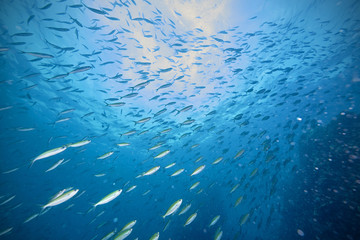 Glassfish in reef coral