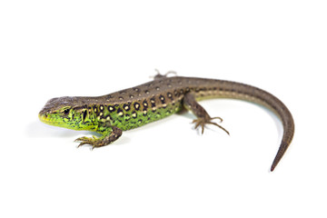 Sand Lizards (Lacerta Agilis)