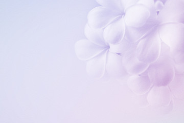 Fototapeta na wymiar frangipani (plumeria) , in soft color and blur style for background