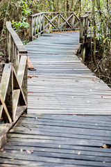 wood bridge through the mangrove forest with sun light at the en