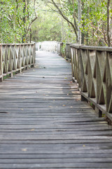 Fototapeta premium wood bridge through the mangrove forest with sun light at the en