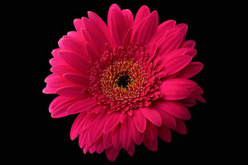 Pink or red gerbera with stem isolated on black background