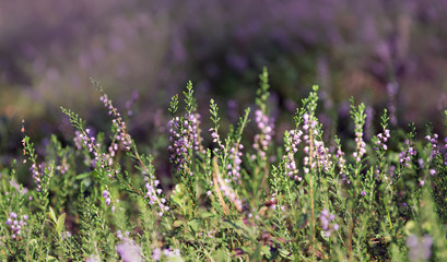 Obraz na płótnie Canvas heather flowers in the forest