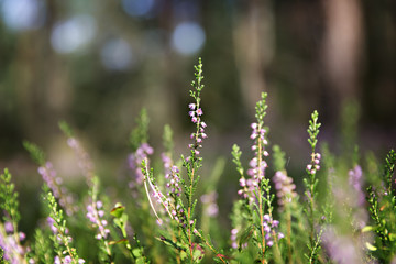 heather flowers in the forest