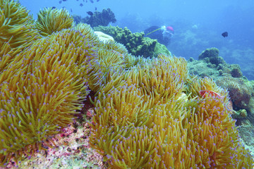 Naklejka na ściany i meble soft coral and coral reef