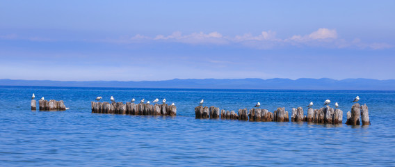 Fototapeta na wymiar Resting Sea Gulls In Lake Superior