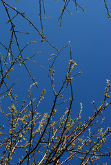 Spring buds against blue sky