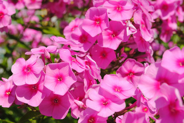 Phlox paniculata (Garden phlox) in bloom