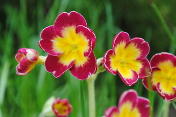 Fototapeta premium A macro shot of a yellow and red primrose bloom