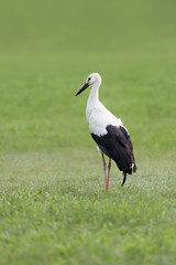 Obraz na płótnie Canvas stork on a grass
