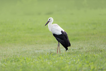 stork on a grass