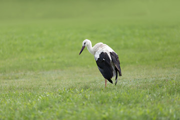stork on a grass