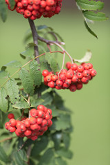 mountain ash berries