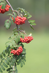 mountain ash berries