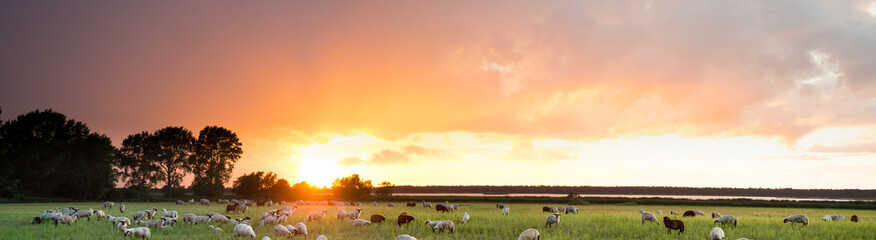 pasture with sheep at sunset, panorama