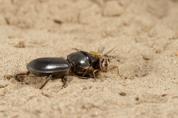 Closeup black beetle (Scarites bucida) is eating the grasshopper on sand in desert. Jungle law. small DoF focus put only to head grasshopper