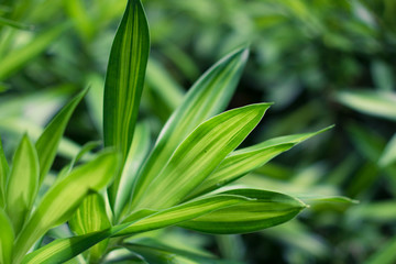 Fototapeta na wymiar Leaves green background close up, plant background