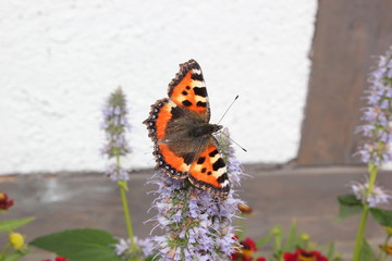 Fototapeta na wymiar Kleiner Fuchs: Schmetterling (Tagfalter) auf einer violetten Blüte