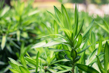 Fototapeta na wymiar Leaves green background close up, plant background