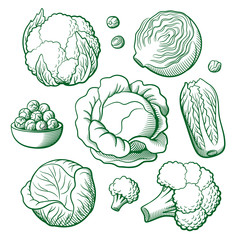 Set of stylized outline vector vegetables. Cabbage, cauliflower, broccoli, chinese cabbage, brussels sprouts