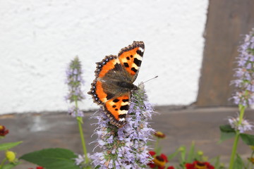 Fototapeta na wymiar Schmetterling (Kleiner Fuchs) auf einer violetten Blüte im Garten