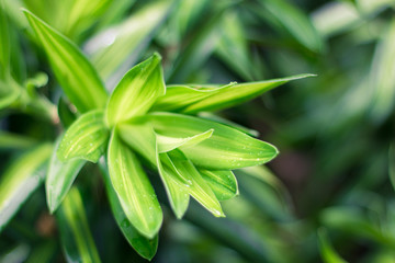 Leaves green background close up, plant background