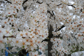 cherry plum and plum branch with flowers, Cherry blossoms in spr
