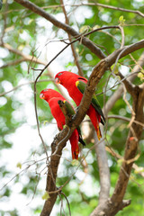 Chattering Lory (Lorius garrulus), standing on a branch