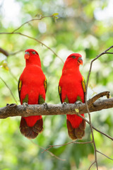 Chattering Lory (Lorius garrulus), standing on a branch