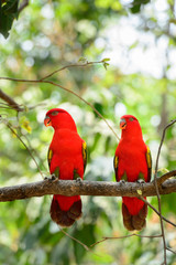 Chattering Lory (Lorius garrulus), standing on a branch