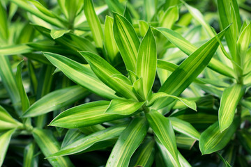 Leaves green background close up, plant background