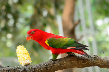 Chattering Lory (Lorius garrulus), standing on a branch