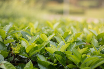 Leaves green background close up, plant background