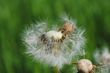 Palomena prasina, Green shield bug on dandelion flower.  Insect.