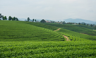 Fototapeta na wymiar Tea Plantations