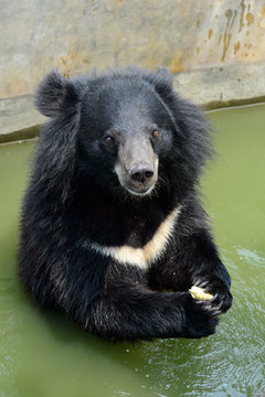 Asiatic black bear in Khon Kaen Zoo
