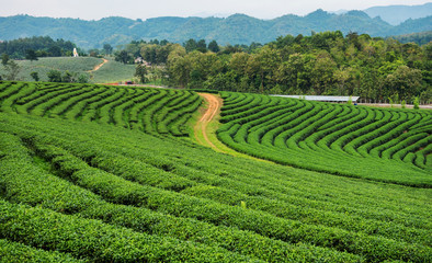 Tea Plantations